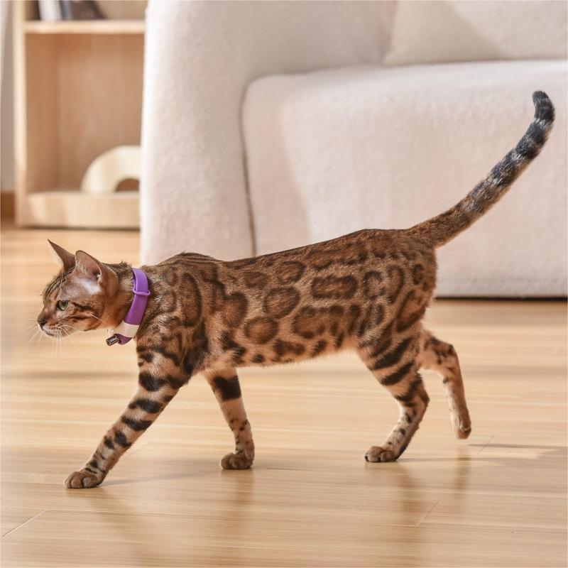 Hands-Free Cat Laser Collar - artehome